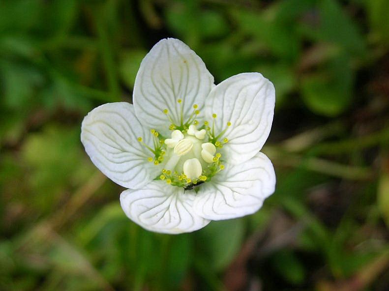 Parnassia palustris / Parnassia palustre